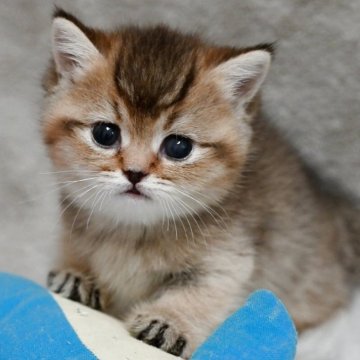マンチカン(短足)【山形県・女の子・2025年7月12日・ブラウンタビー】の写真「パパもママもまんまる顔✨子猫の動画あります🎥」