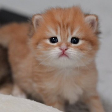 マンチカン(長足)【山形県・男の子・2025年12月5日・ブラウンタビー】の写真「パパもママもまんまる顔✨話題のブリマンチちゃん🐈」