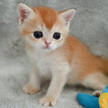 ブリティッシュショートヘア【山形県・男の子・2025年7月17日・ゴールデン】の写真「全国ブリティッシュショートヘアお客様評価第１位✨」