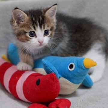 マンチカン(長足)【山形県・男の子・2025年9月8日・ブラック&ホワイト】の写真「パパもママもまんまる顔✨子猫の動画あります！」