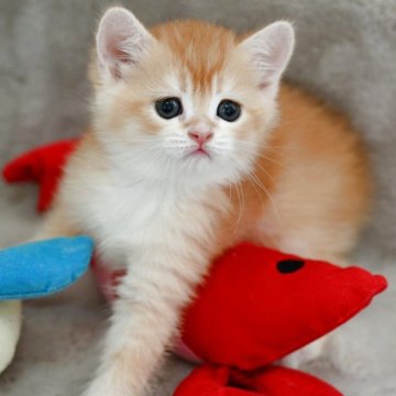 ブリティッシュショートヘア【山形県・男の子・2025年7月16日・ゴールデン】の写真「全国ブリティッシュショートヘアお客様評価１位✨」