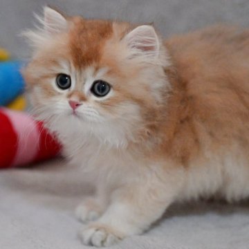 ブリティッシュショートヘア【山形県・男の子・2025年7月28日・ゴールデン】の写真「全国ブリティッシュショートヘアお客様評価第１位🐈」