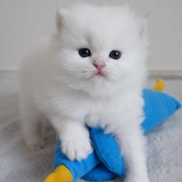 ブリティッシュショートヘア【山形県・女の子・2025年3月6日・ホワイト】の写真「パパもママもまんまる顔✨子猫の動画あります！」