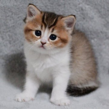 マンチカン(長足)【山形県・女の子・2025年11月3日・ブラウンタビー&ホワイト】の写真「パパもママもまんまる顔✨子猫の動画あります！」