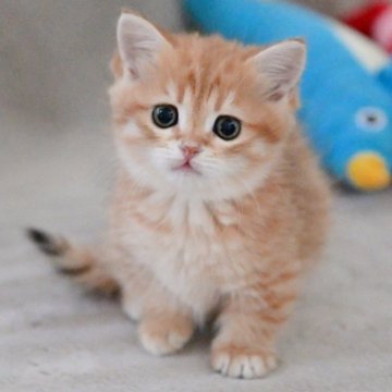 マンチカン(短足)【山形県・男の子・2025年9月8日・ブラウンタビー】の写真「パパもママもまんまる顔✨子猫の動画あります！」