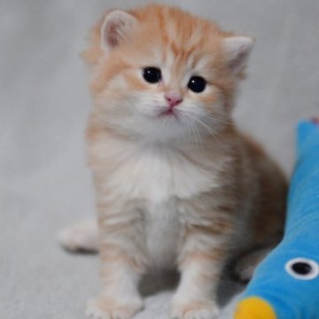 ブリティッシュショートヘア【山形県・男の子・2025年11月1日・ゴールデンタビー】の写真「全国ブリティッシュショートヘアお客様評価第１位✨」