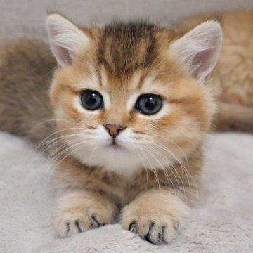 マンチカン【山形県・女の子・2025年2月17日・ブラウンタビー】の写真「ママはSNSで大人気✨子猫の動画あります！」