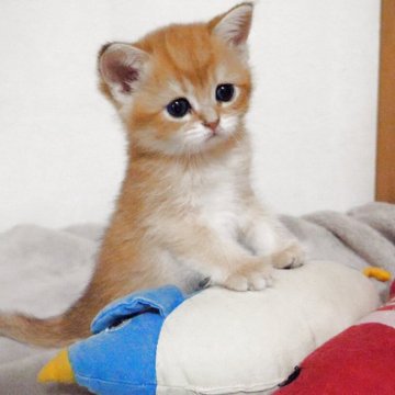 ブリティッシュショートヘア【山形県・女の子・2025年3月22日・ゴールデン】の写真「パパもママもまんまる顔✨子猫の動画あります！」