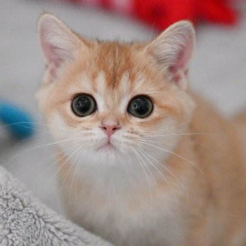 ブリティッシュショートヘア【山形県・男の子・2025年7月17日・ゴールデン】の写真「全国ブリティッシュショートヘアお客様評価第１位🐈」