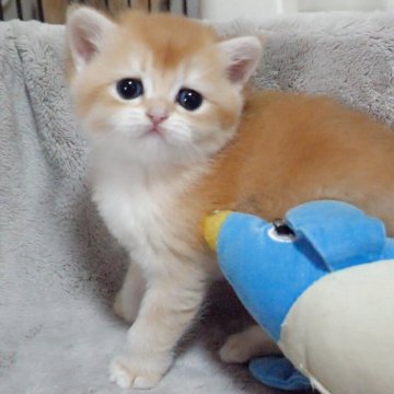 ブリティッシュショートヘア【山形県・女の子・2025年3月28日・ゴールデン】の写真「パパもママもまんまる顔✨子猫の動画あります！」