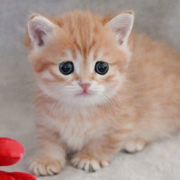 マンチカン(短足)【山形県・男の子・2025年9月8日・ブラウンタビー】の写真「パパもママもまんまる顔✨子猫の動画あります！」