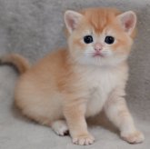 ブリティッシュショートヘア