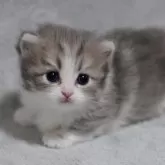 マンチカン(短足)