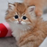 ブリティッシュショートヘア