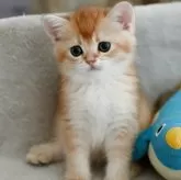 ブリティッシュショートヘア
