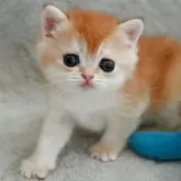 ブリティッシュショートヘア