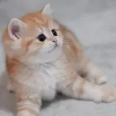 ブリティッシュショートヘア