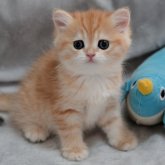 ブリティッシュショートヘア