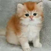 ブリティッシュショートヘア