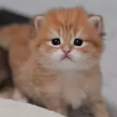 マンチカン(長足)