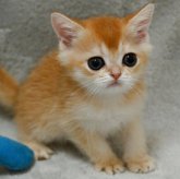 ブリティッシュショートヘア