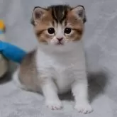 マンチカン(長足)