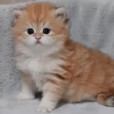 ブリティッシュショートヘア