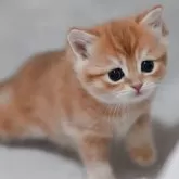 マンチカン(短足)