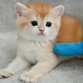 ブリティッシュショートヘア