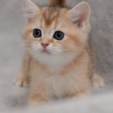 ブリティッシュショートヘア