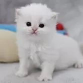 ブリティッシュショートヘア