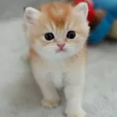 ブリティッシュショートヘア