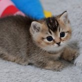 マンチカン(短足)