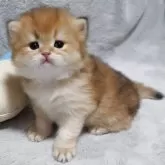 ブリティッシュショートヘア