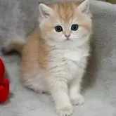 ブリティッシュショートヘア