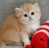 ブリティッシュショートヘア