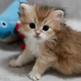 ブリティッシュショートヘア