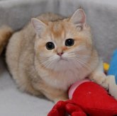 ブリティッシュショートヘア