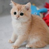 ブリティッシュショートヘア