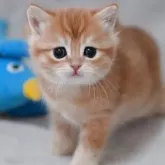 マンチカン(短足)
