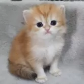 ブリティッシュショートヘア