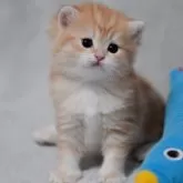 ブリティッシュショートヘア