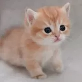 マンチカン(短足)