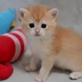 ブリティッシュショートヘア