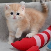 ブリティッシュショートヘア