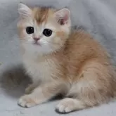 ブリティッシュショートヘア