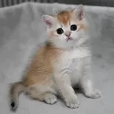 ブリティッシュショートヘア