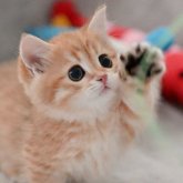 マンチカン(短足)