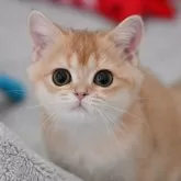 ブリティッシュショートヘア