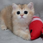 ブリティッシュショートヘア